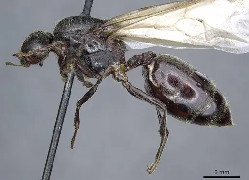 Crematogaster aegyptiaca - CASENT0905760