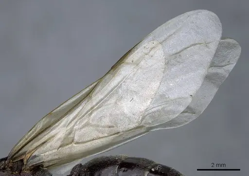 Crematogaster aegyptiaca - CASENT0905760