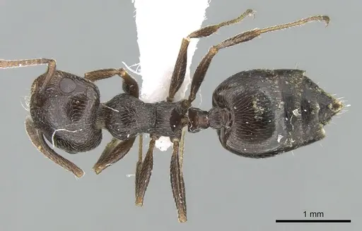 Crematogaster aegyptiaca - CASENT0906375