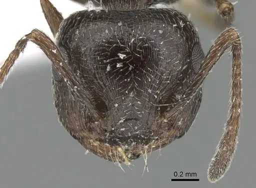 Crematogaster aegyptiaca - CASENT0906375