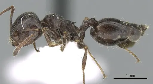 Crematogaster aegyptiaca - CASENT0906375