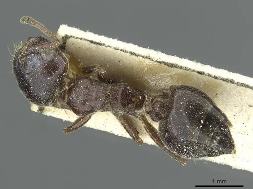 Crematogaster aegyptiaca - CASENT0912635