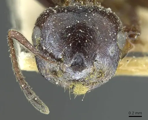 Crematogaster aegyptiaca - CASENT0912635