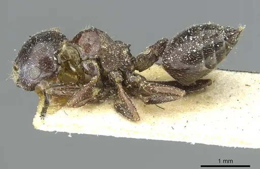 Crematogaster aegyptiaca - CASENT0912635