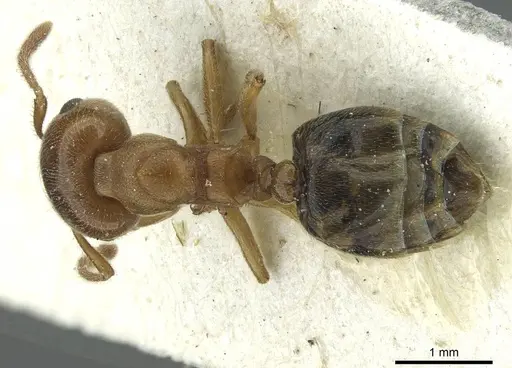 Crematogaster aegyptiaca - CASENT0912636
