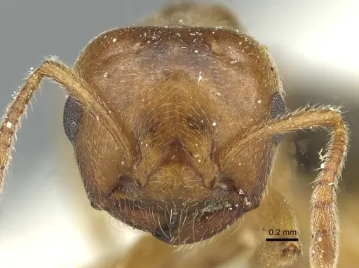 Crematogaster aegyptiaca - CASENT0912636
