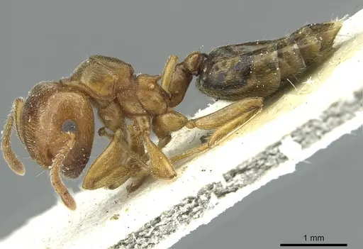 Crematogaster aegyptiaca - CASENT0912636
