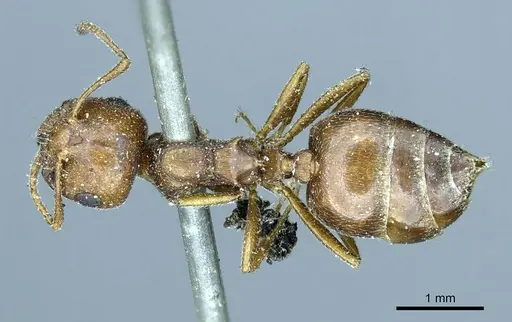 Crematogaster aegyptiaca - CASENT0916082