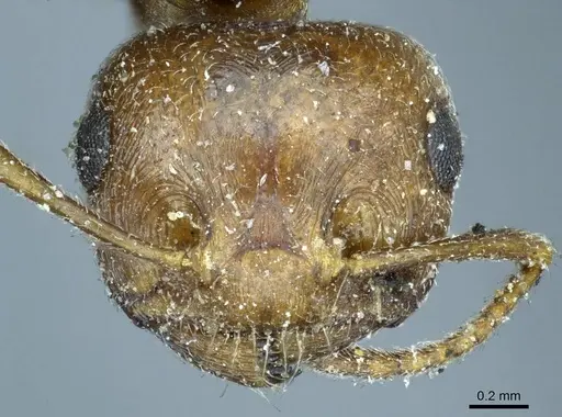 Crematogaster aegyptiaca - CASENT0916082