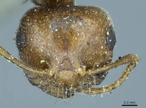 Crematogaster aegyptiaca - CASENT0916082