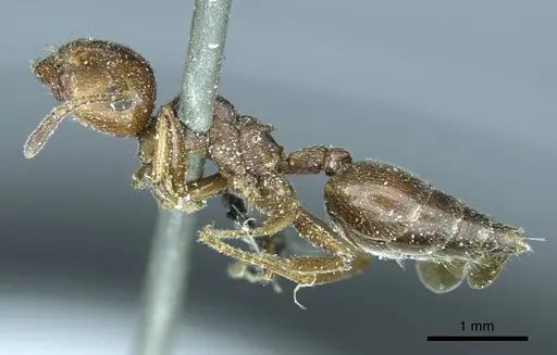 Crematogaster aegyptiaca - CASENT0916082