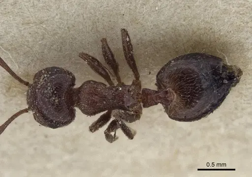 Crematogaster afghanica specimen