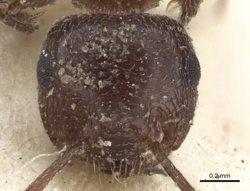 Crematogaster afghanica specimen
