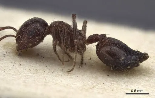 Crematogaster afghanica specimen