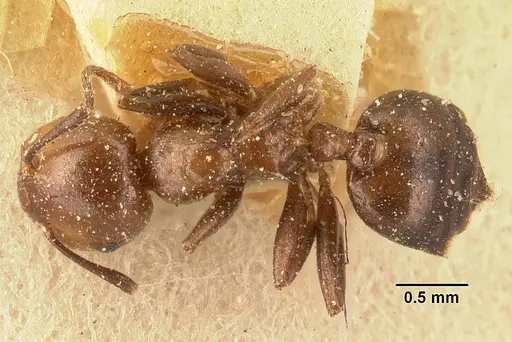 Crematogaster agnetis specimen