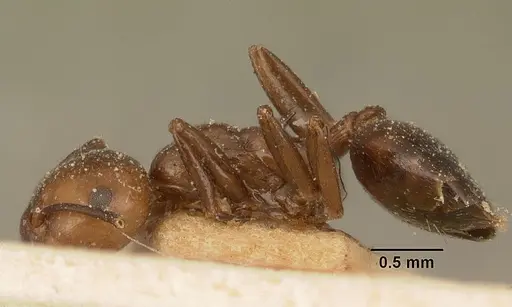 Crematogaster agnetis specimen