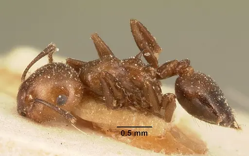 Crematogaster agnetis - CASENT0101161