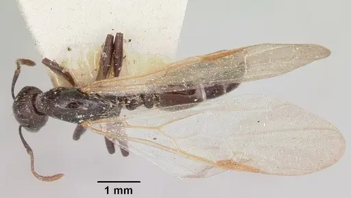 Crematogaster agnetis - CASENT0101581