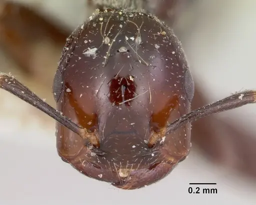Crematogaster agnetis - CASENT0101581