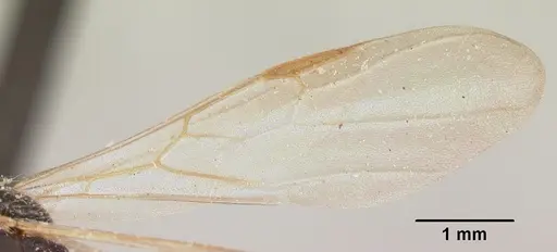 Crematogaster agnetis - CASENT0101581