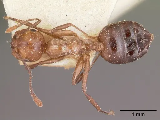 Crematogaster agnetis - CASENT0101731