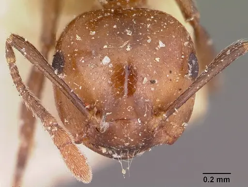 Crematogaster agnetis - CASENT0101731