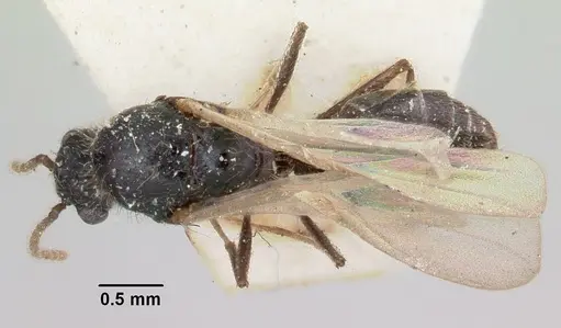 Crematogaster agnetis - CASENT0101760