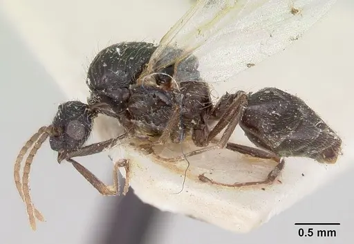 Crematogaster agnetis - CASENT0101760