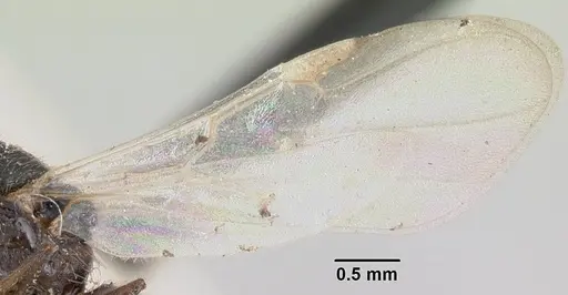 Crematogaster agnetis - CASENT0101760