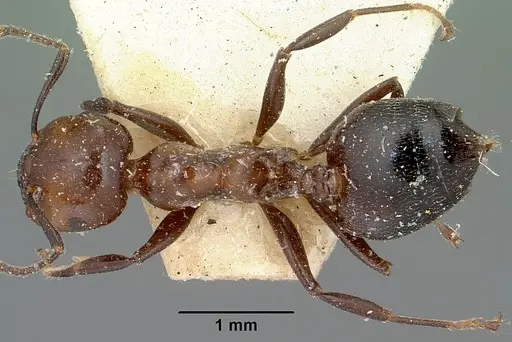 Crematogaster agnetis - CASENT0101861