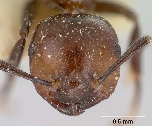 Crematogaster agnetis - CASENT0101861