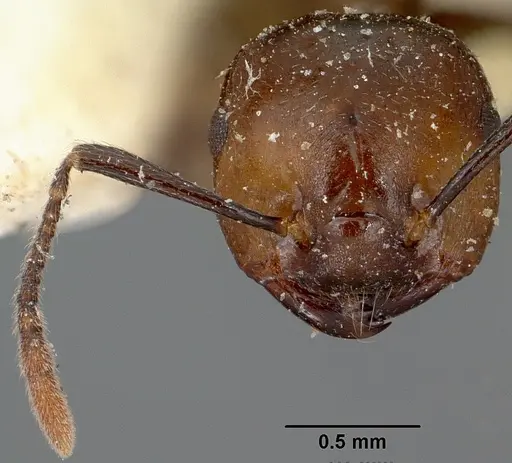 Crematogaster agnetis - CASENT0101861