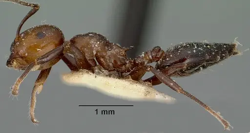 Crematogaster agnetis - CASENT0101861