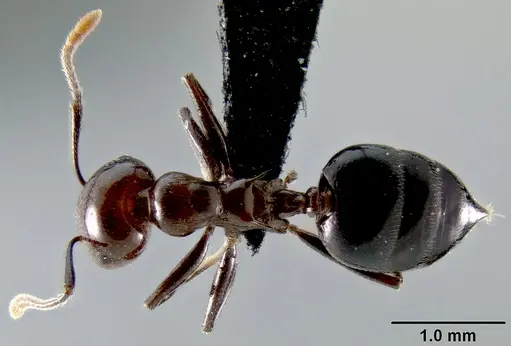 Crematogaster agnetis - CASENT0107473