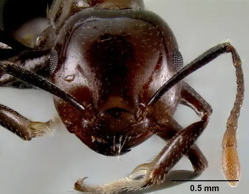 Crematogaster agnetis - CASENT0107473