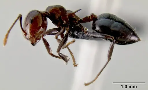 Crematogaster agnetis - CASENT0107473