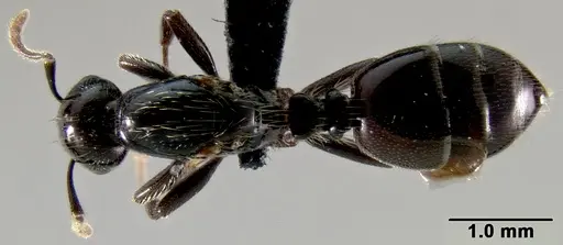 Crematogaster agnetis - CASENT0112155