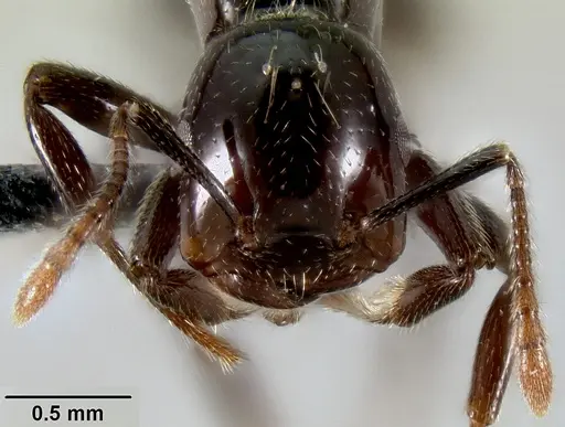 Crematogaster agnetis - CASENT0112155