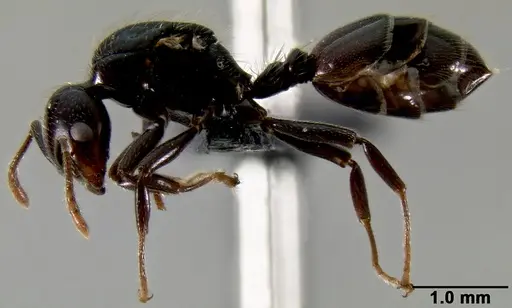Crematogaster agnetis - CASENT0112155