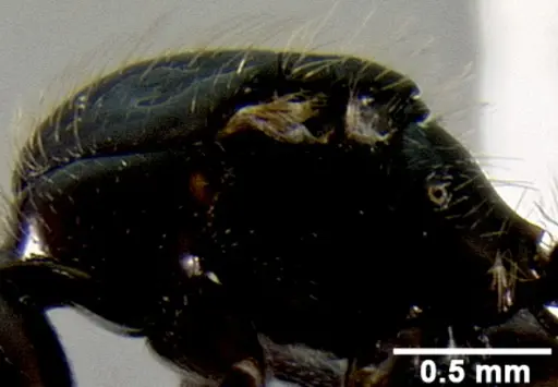 Crematogaster agnetis - CASENT0112155