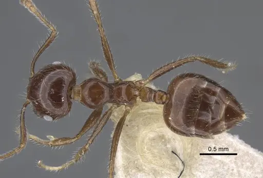 Crematogaster agniae specimen