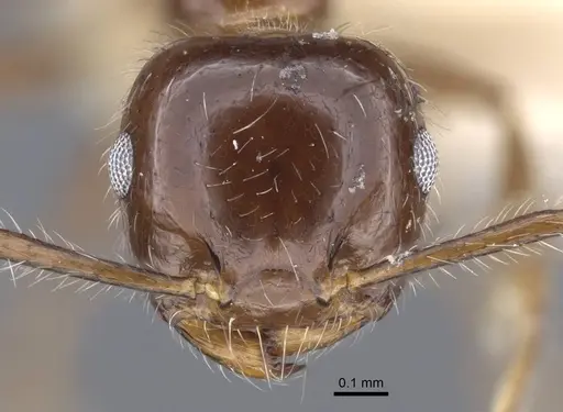 Crematogaster agniae specimen