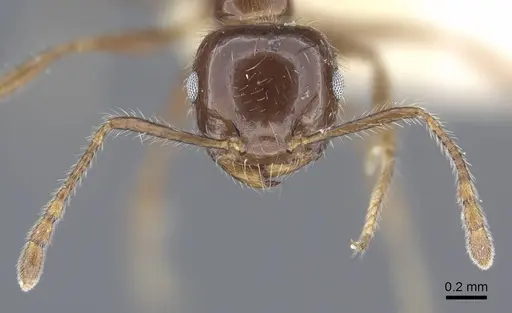 Crematogaster agniae specimen