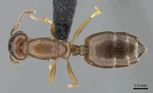 Crematogaster alafara specimen