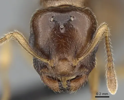 Crematogaster alafara specimen