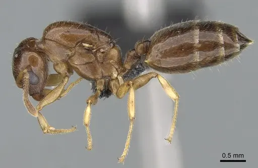 Crematogaster alafara specimen