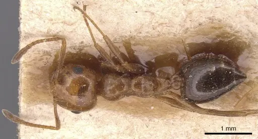Crematogaster alluaudi specimen