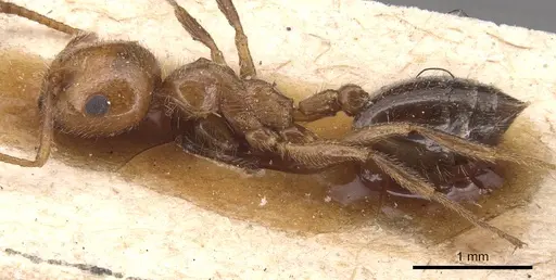 Crematogaster alluaudi specimen