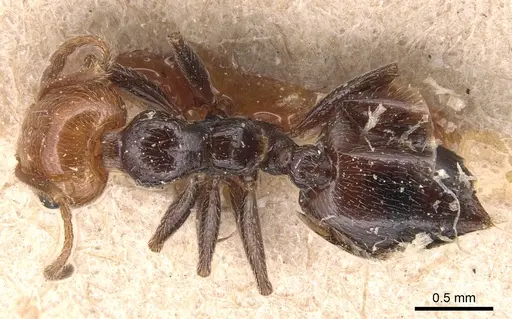 Crematogaster alluaudi - CASENT0904504