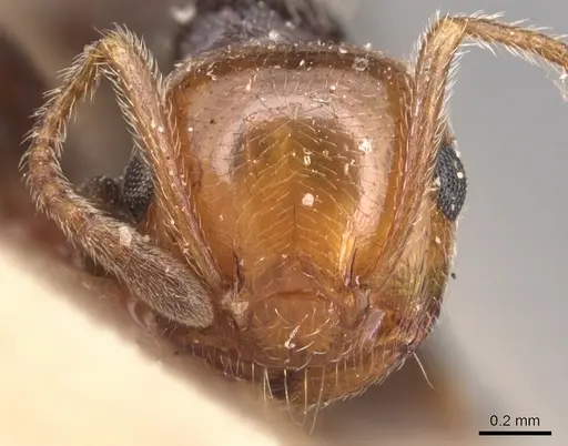 Crematogaster alluaudi - CASENT0904504